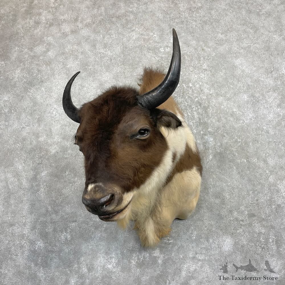 Dzo Steer Bull Shoulder Mount For Sale #27412 @ The Taxidermy Store