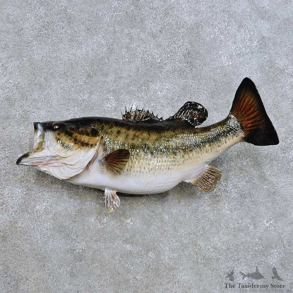 Largemouth Bass Fish Mount For Sale #14381 @ The Taxidermy Store