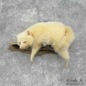 White Raccoon Life Size Mount For Sale #32377 @ The Taxidermy Store