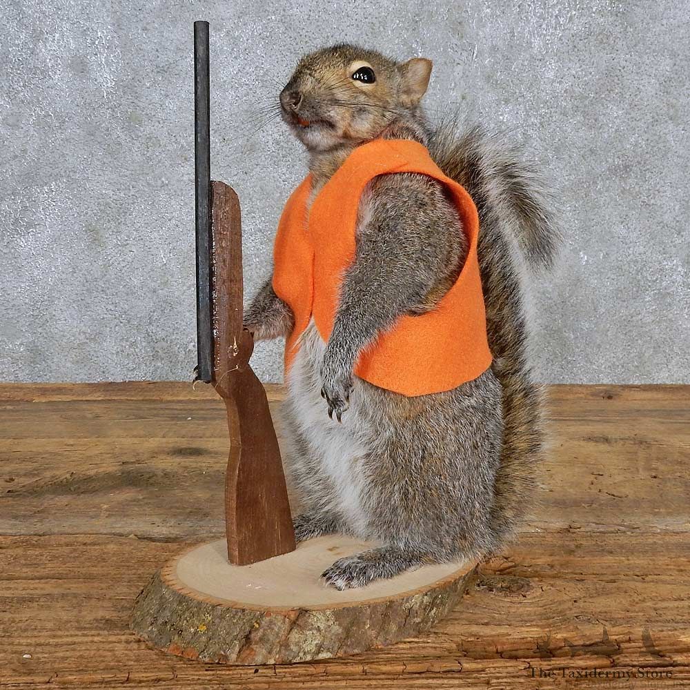 Hunting Squirrel Life-Size Mount For Sale #15692 @ The Taxidermy Store