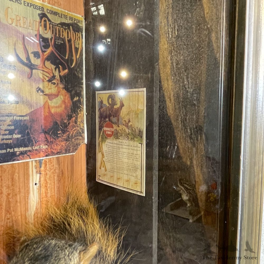 Novelty Fox Squirrel For Sale #25447 @ The Taxidermy Store