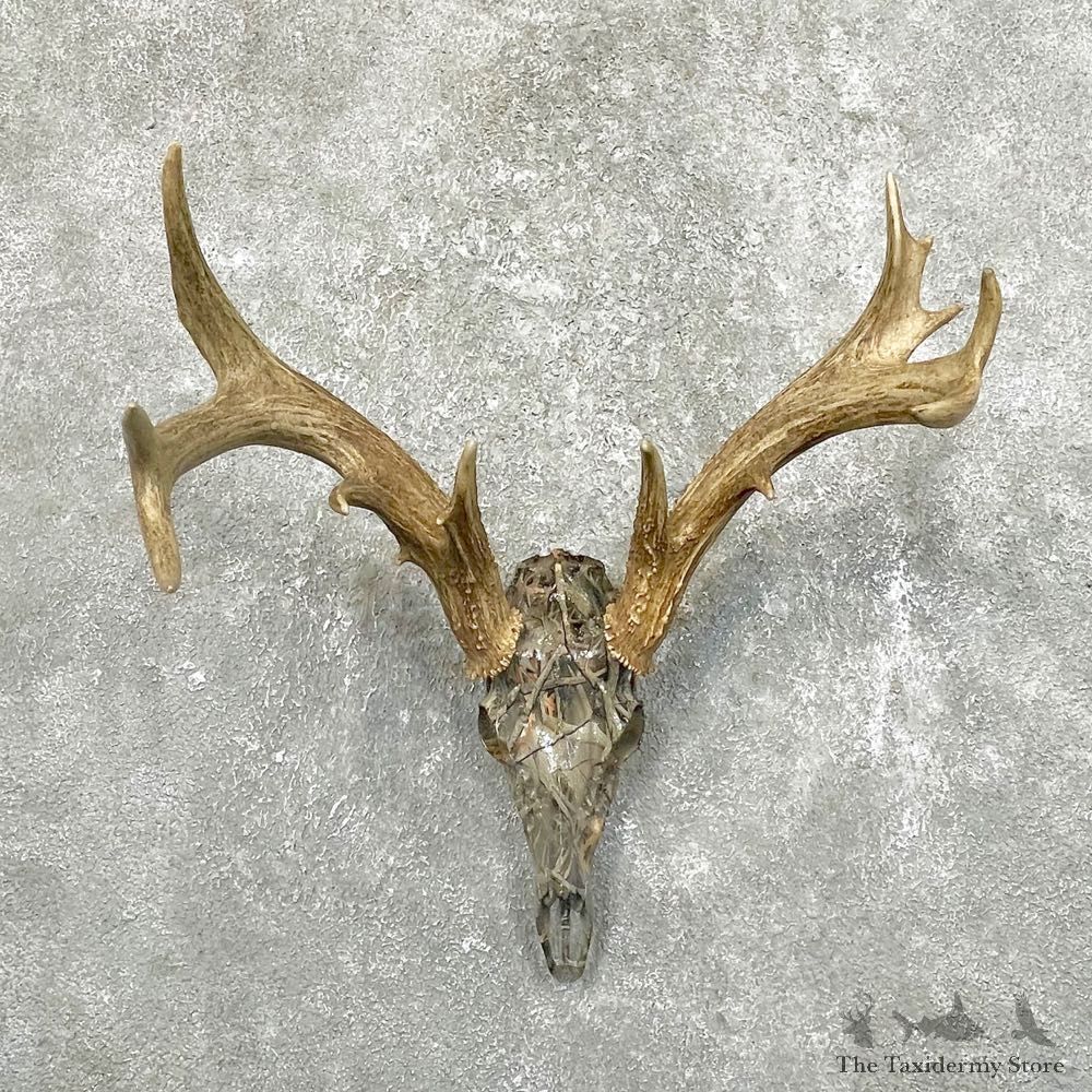Whitetail Deer Skull European Mount For Sale #24510 @ The Taxidermy Store