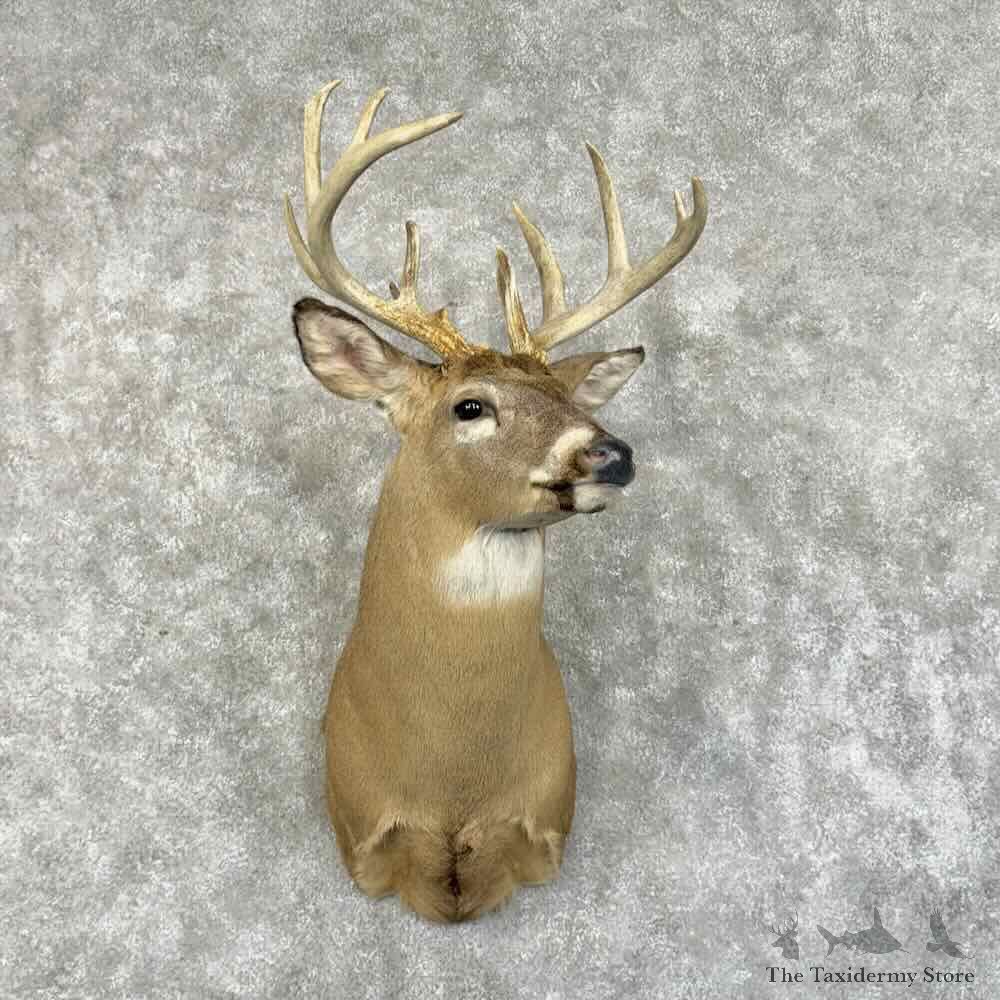 Whitetail Deer Shoulder Mount For Sale #31161 @ The Taxidermy Store