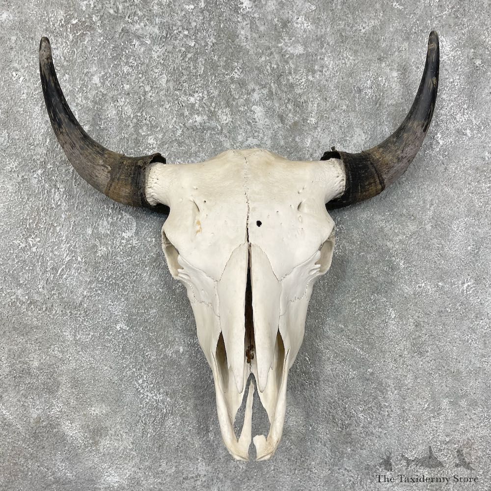 Buffalo Bison Skull Mount For Sale #17690 @ The Taxidermy Store