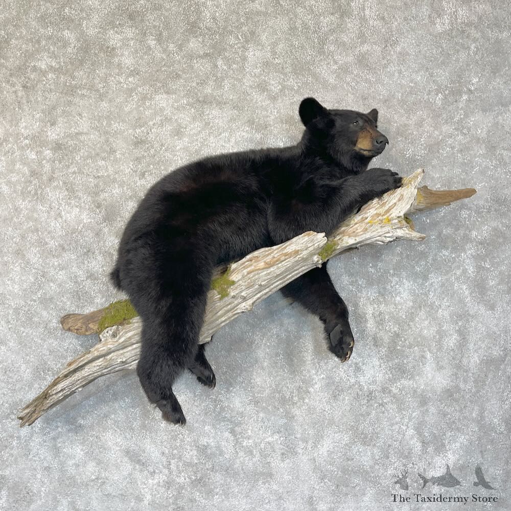 Juvenile Black Bear Mount For Sale #28761 @ The Taxidermy Store