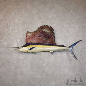 Atlantic Sailfish Fish Mount For Sale #22154 @ The Taxidermy Store