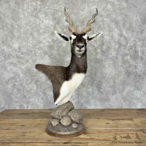 India Blackbuck Pedestal Mount For Sale #31975 @ The Taxidermy Store