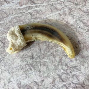 Grizzly Bear Claw For Sale #21894 @ The Taxidermy Store