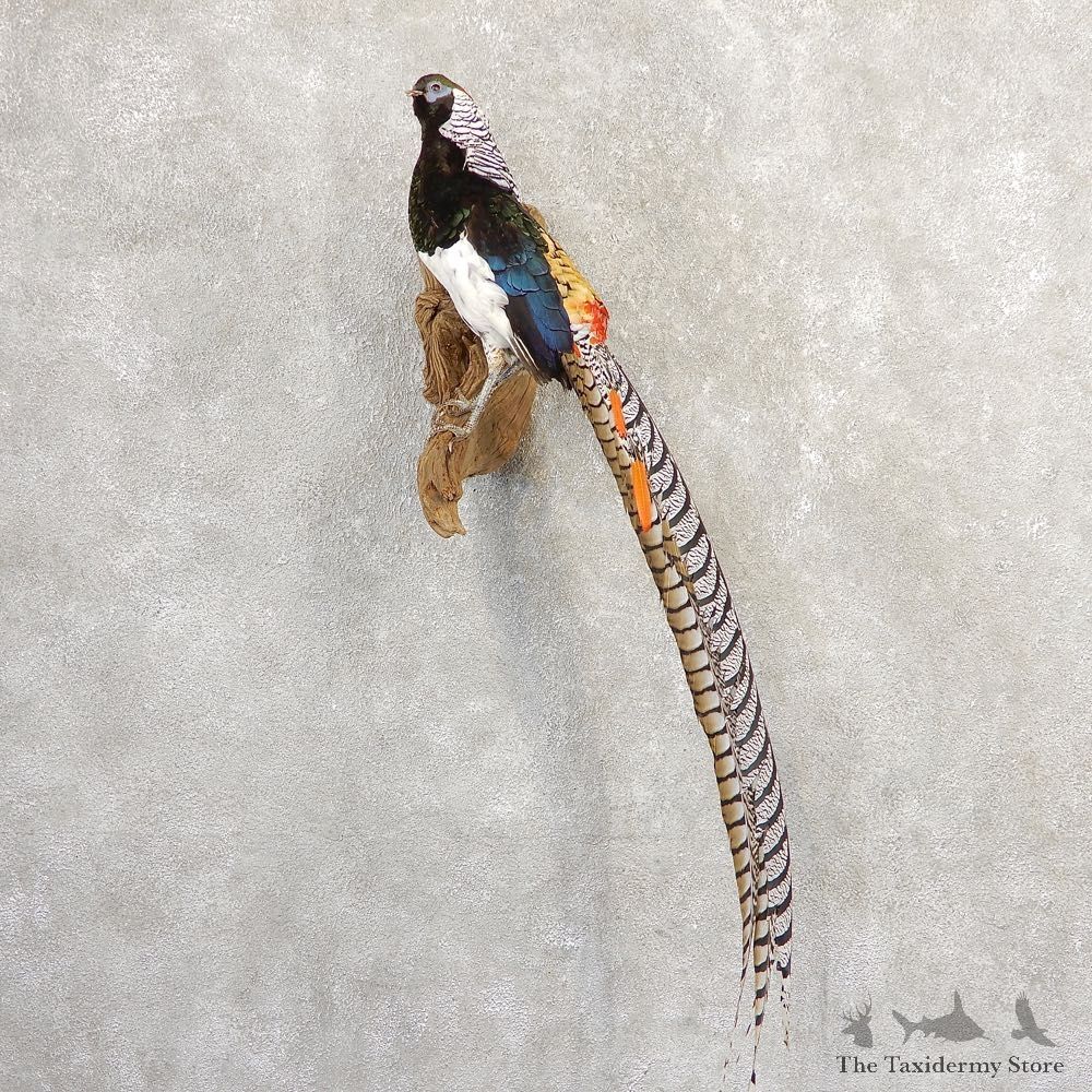 Lady Amherst Pheasant Taxidermy #20794 For Sale @ The Taxidermy Store