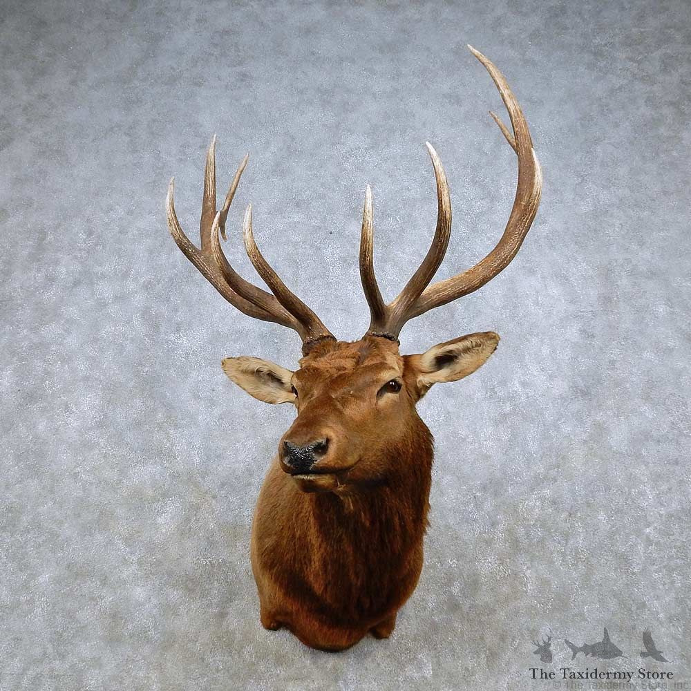 Rocky Mountain Elk Shoulder Mount For Sale #14325 @ The Taxidermy Store