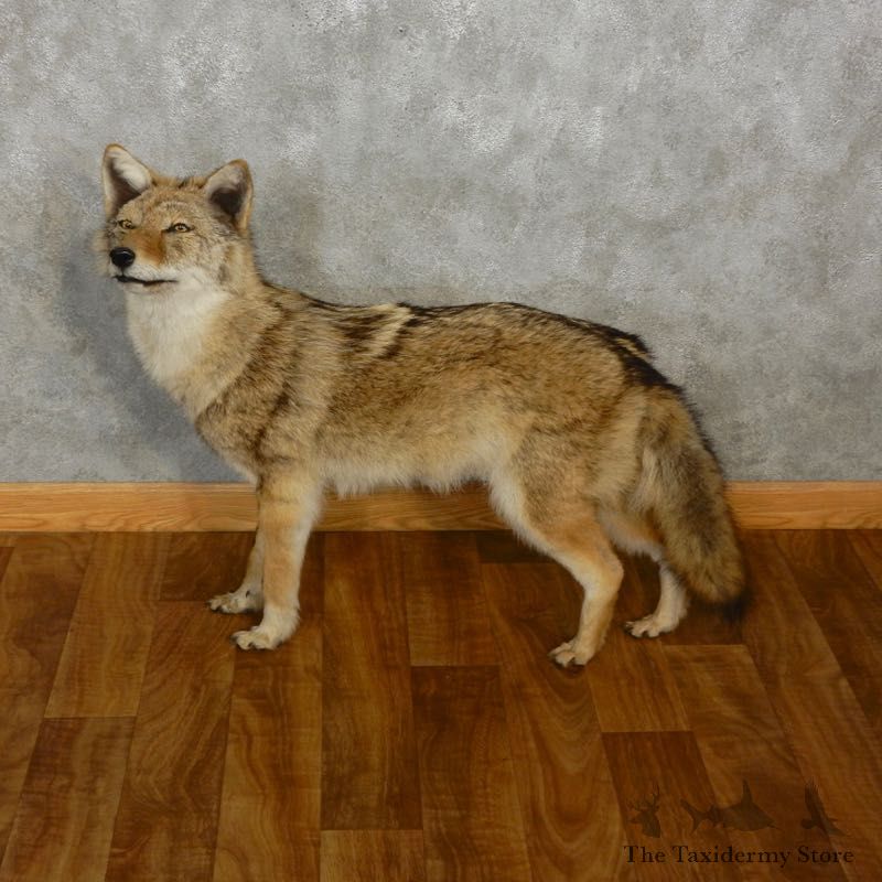 Standing Coyote Life Size Mount #17537 For Sale @ The Taxidermy Store