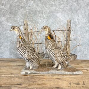 Prairie Chicken Bird Mount For Sale #26662 @ The Taxidermy Store