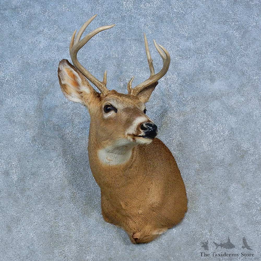 Whitetail Deer Shoulder Mount For Sale #15473 @ The Taxidermy Store