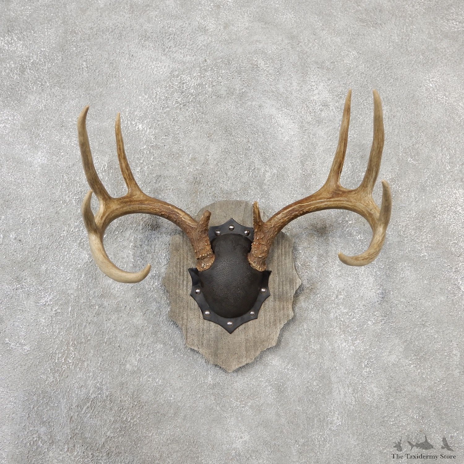 Whitetail Deer Antler Plaque Mount For Sale #19122 @ The Taxidermy Store
