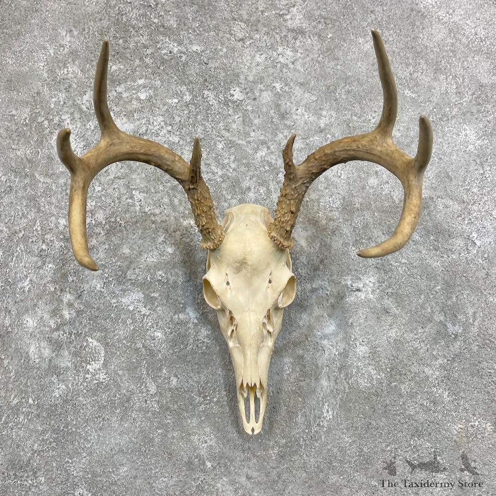 Whitetail Deer Skull European Mount For Sale #27923 @ The Taxidermy Store