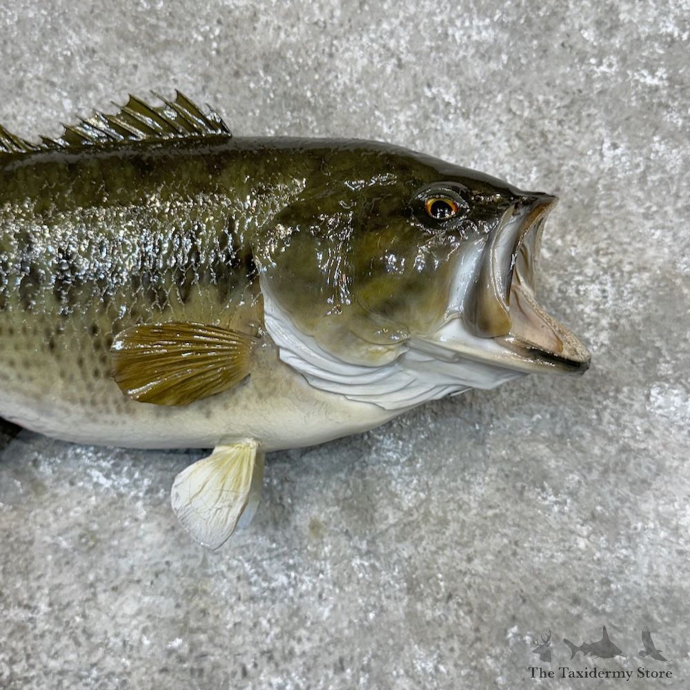 Largemouth Bass Fish Mount For Sale #29819 @ The Taxidermy Store