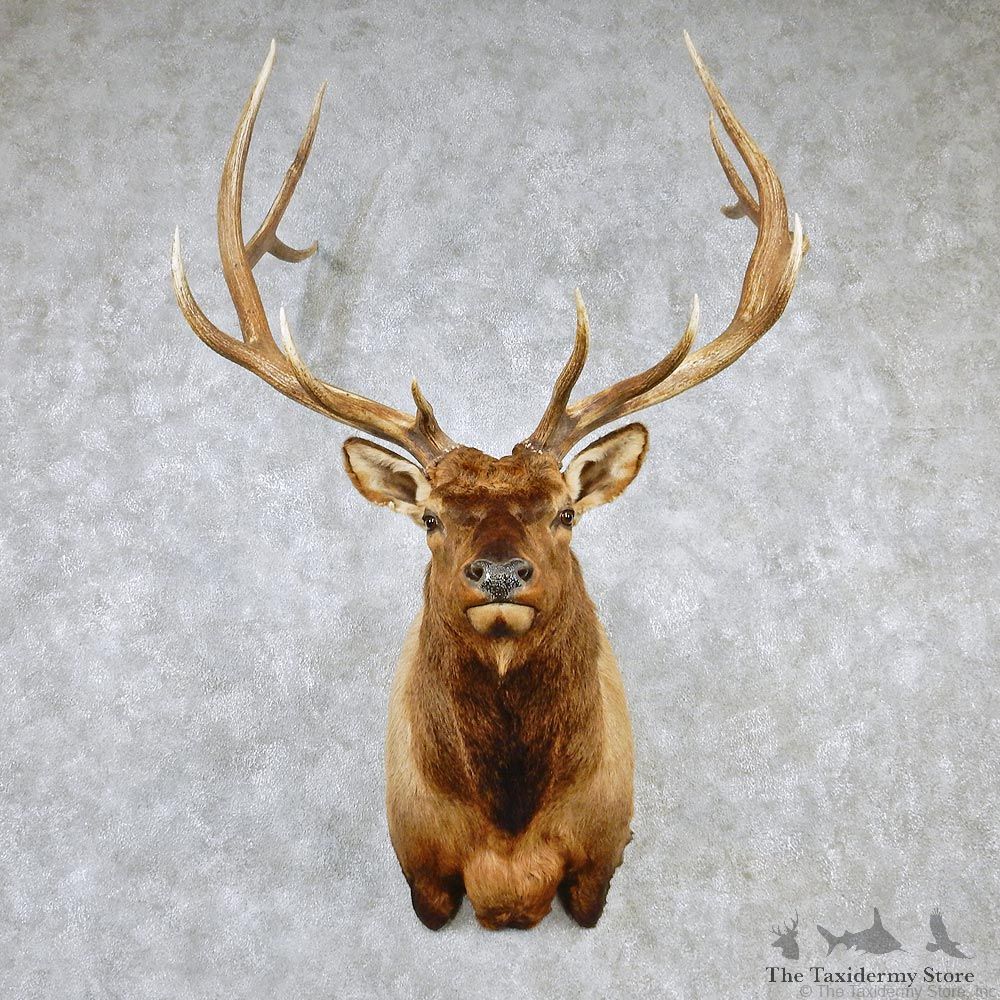 Rocky Mountain Elk Shoulder Taxidermy Head Mount #12602 For Sale @ The Taxidermy Store