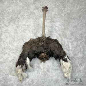 Ostrich Shoulder Mount For Sale #30488 @ The Taxidermy Store