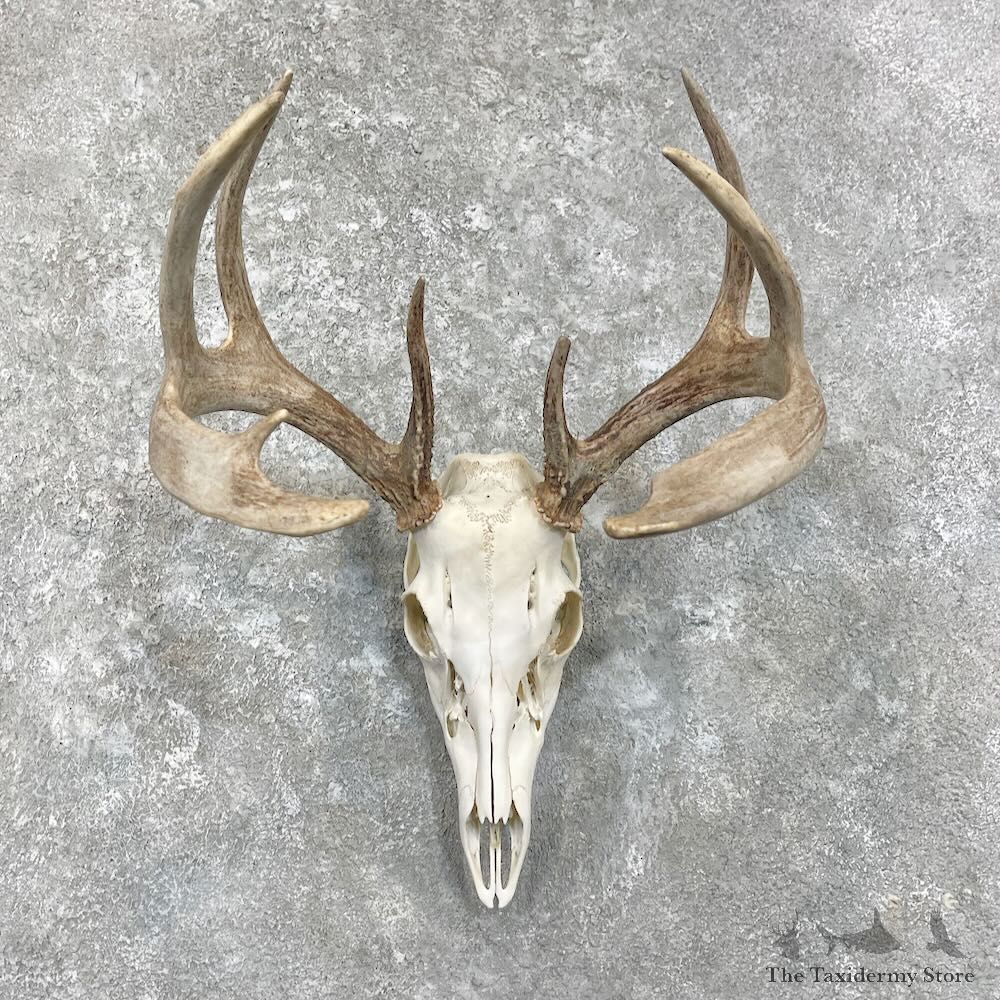 Whitetail Deer Skull European Mount For Sale #27925 @ The Taxidermy Store