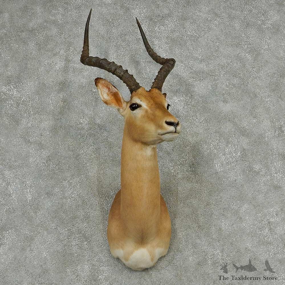 African Impala Shoulder Mount #13812 For Sale @ The Taxidermy Store