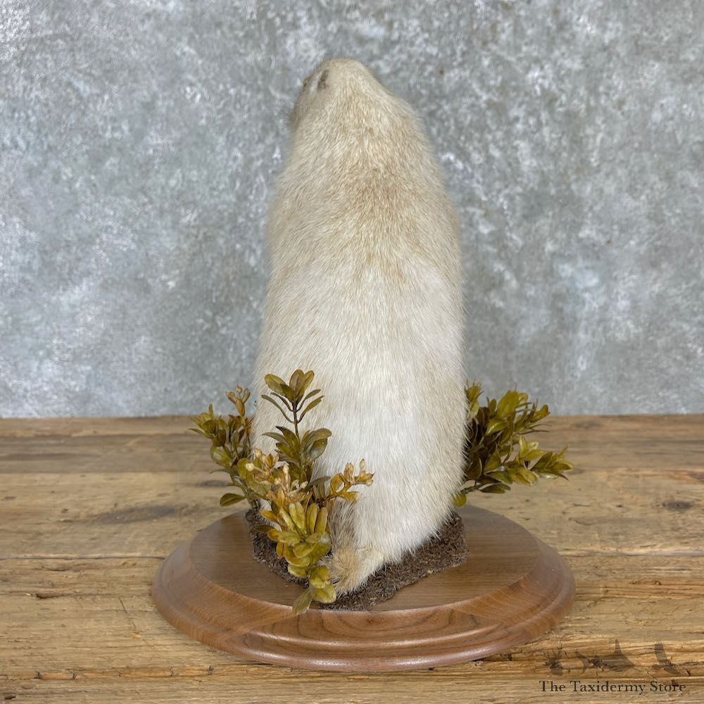 Albino Prairie Dog Life-Size Mount For Sale #27180 @ The Taxidermy Store
