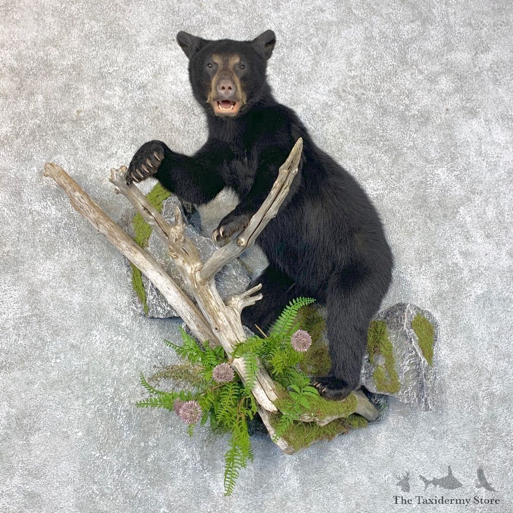 Black Bear Cub Taxidermy Mount For Sale #23866 @ The Taxidermy Store