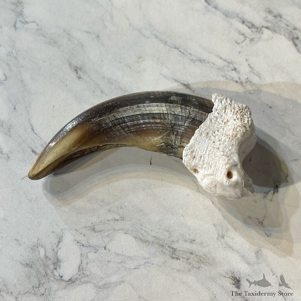 Grizzly Bear Claw For Sale #26021 @ The Taxidermy Store