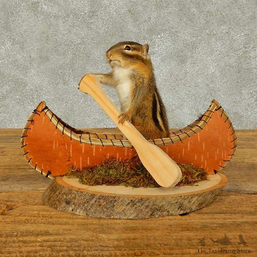 Canoe Chipmunk Novelty Mount For Sale #16320 @ The Taxidermy Store