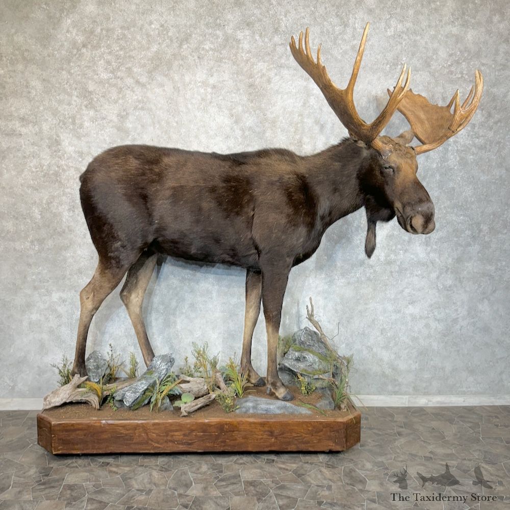 Canadian Moose Life-Size Mount For Sale #29686 @ The Taxidermy Store