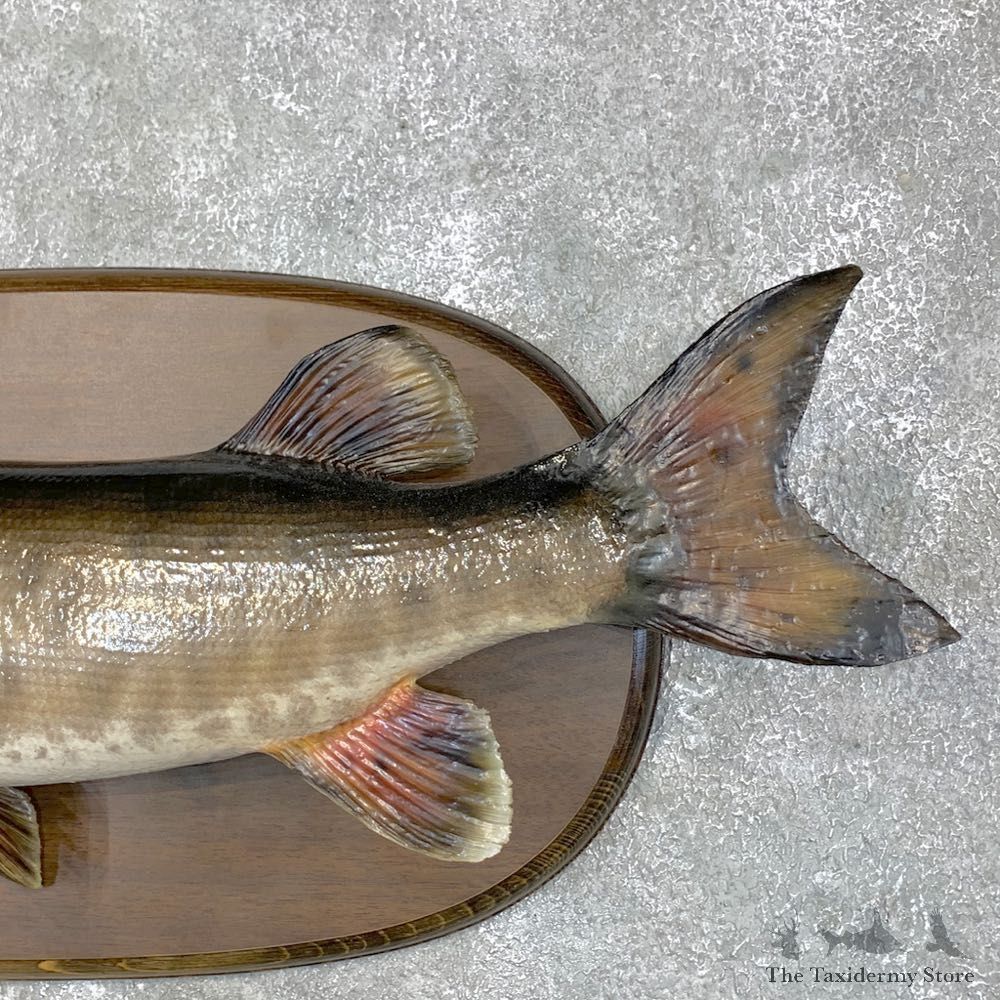Musky Taxidermy Fish Mount For Sale #23158 @ The Taxidermy Store