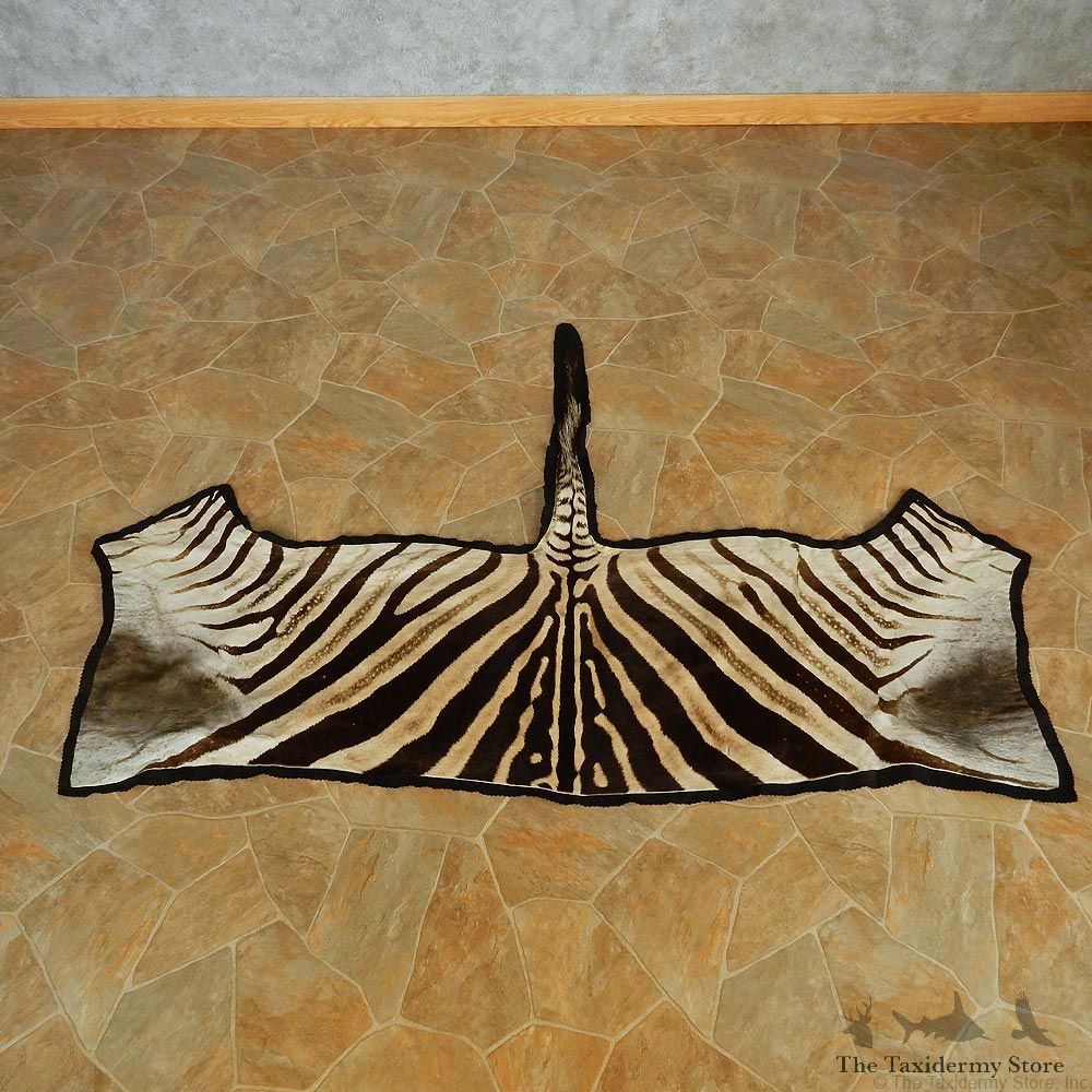 Zebra Half Rug Taxidermy Mount #13010 For Sale @ The Taxidermy Store