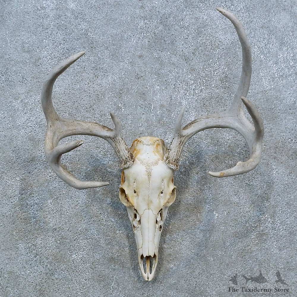 Whitetail Deer Skull Antler European Mount For Sale #15373 @ The Taxidermy Store
