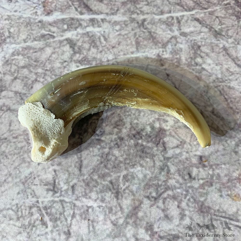 Grizzly Bear Claw For Sale #21883 @ The Taxidermy Store