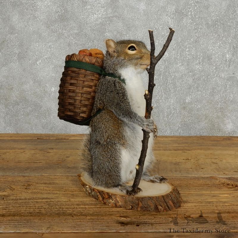 Hiking Squirrel Novelty Mount For Sale #17719 @ The Taxidermy Store