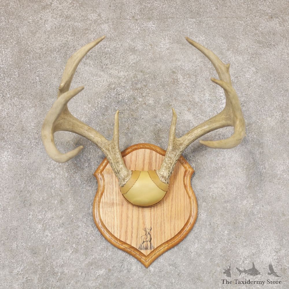 Whitetail Deer Antler Plaque Mount For Sale #22362 @ The Taxidermy Store