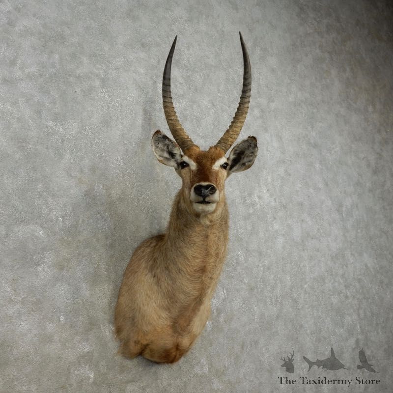 African Waterbuck Shoulder Mount #17334 For Sale @ The Taxidermy Store