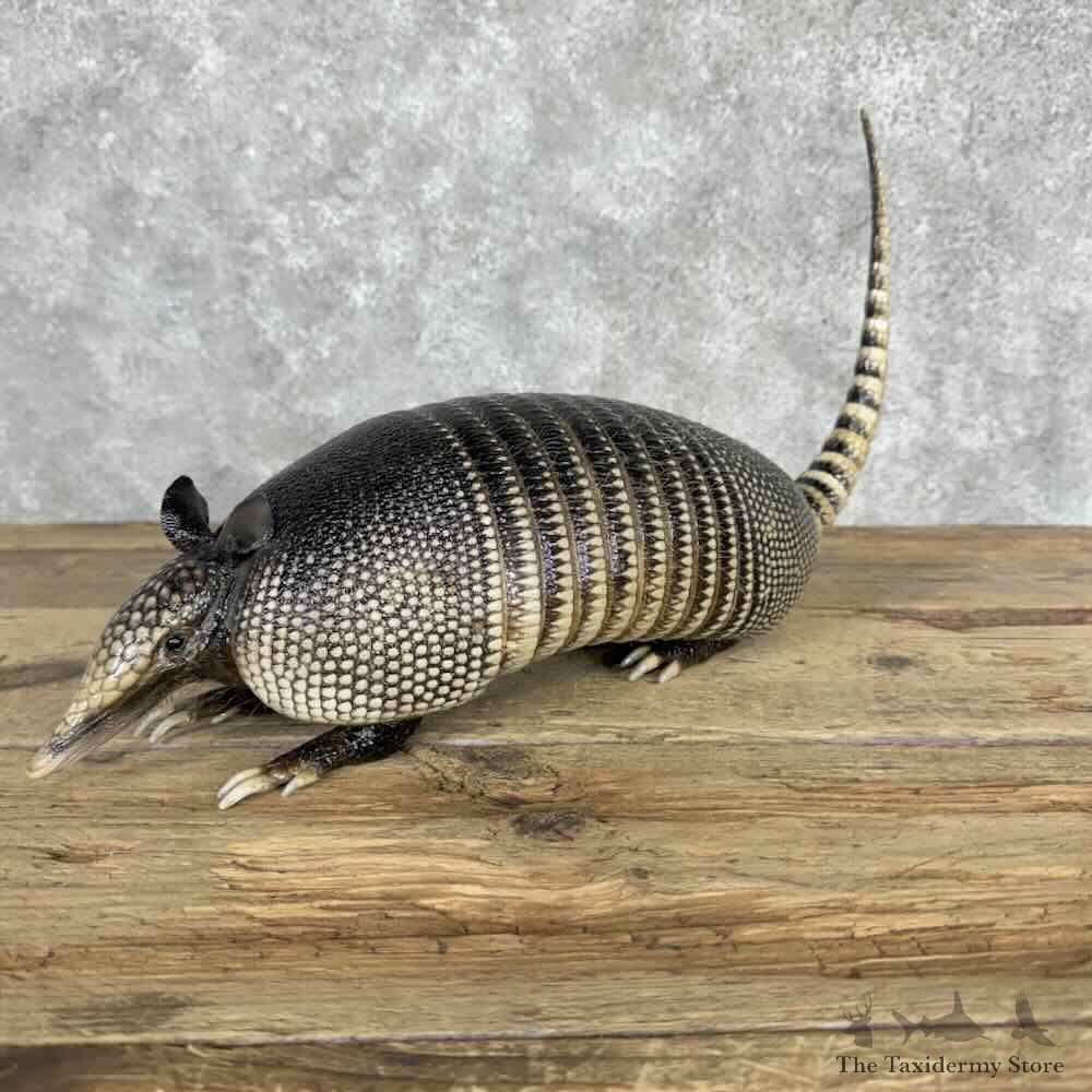 Armadillo Life Size Mount For Sale #32043 @ The Taxidermy Store