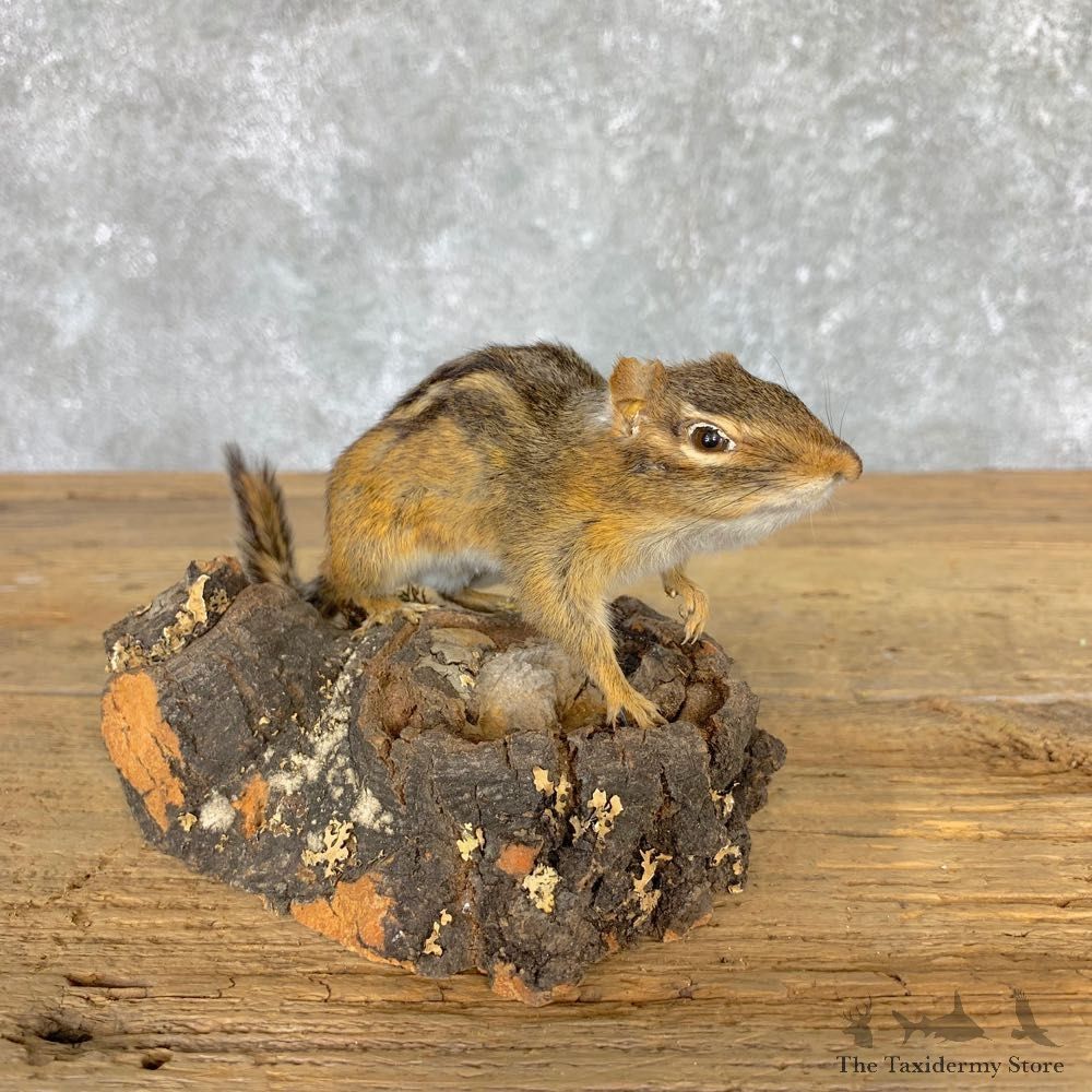 Chipmunk Life-Size Mount For Sale #21776 @ The Taxidermy Store