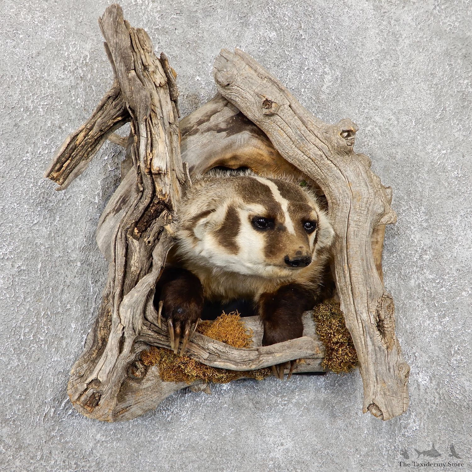Badger Half Life-Size Taxidermy Mount #19409 For Sale @ The Taxidermy Store