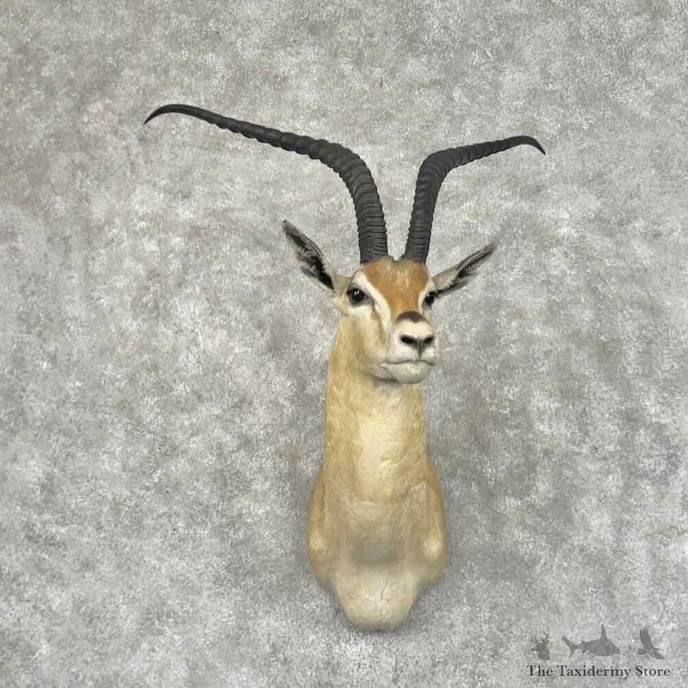 African Roberts Gazelle Shoulder Mount For Sale #32009 @ The Taxidermy Store