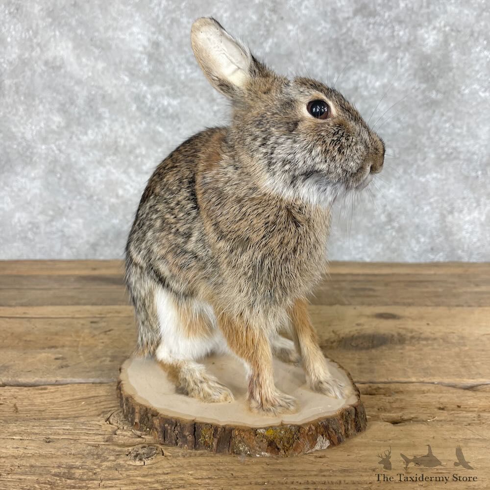 Eastern Cottontail Rabbit Life-size Mount For Sale #28628 @ The Taxidermy Store