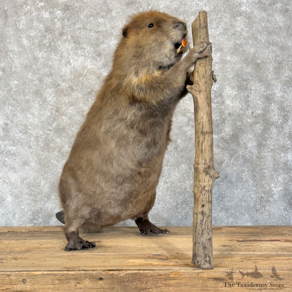 North American Beaver Mount For Sale #28806 @ The Taxidermy Store