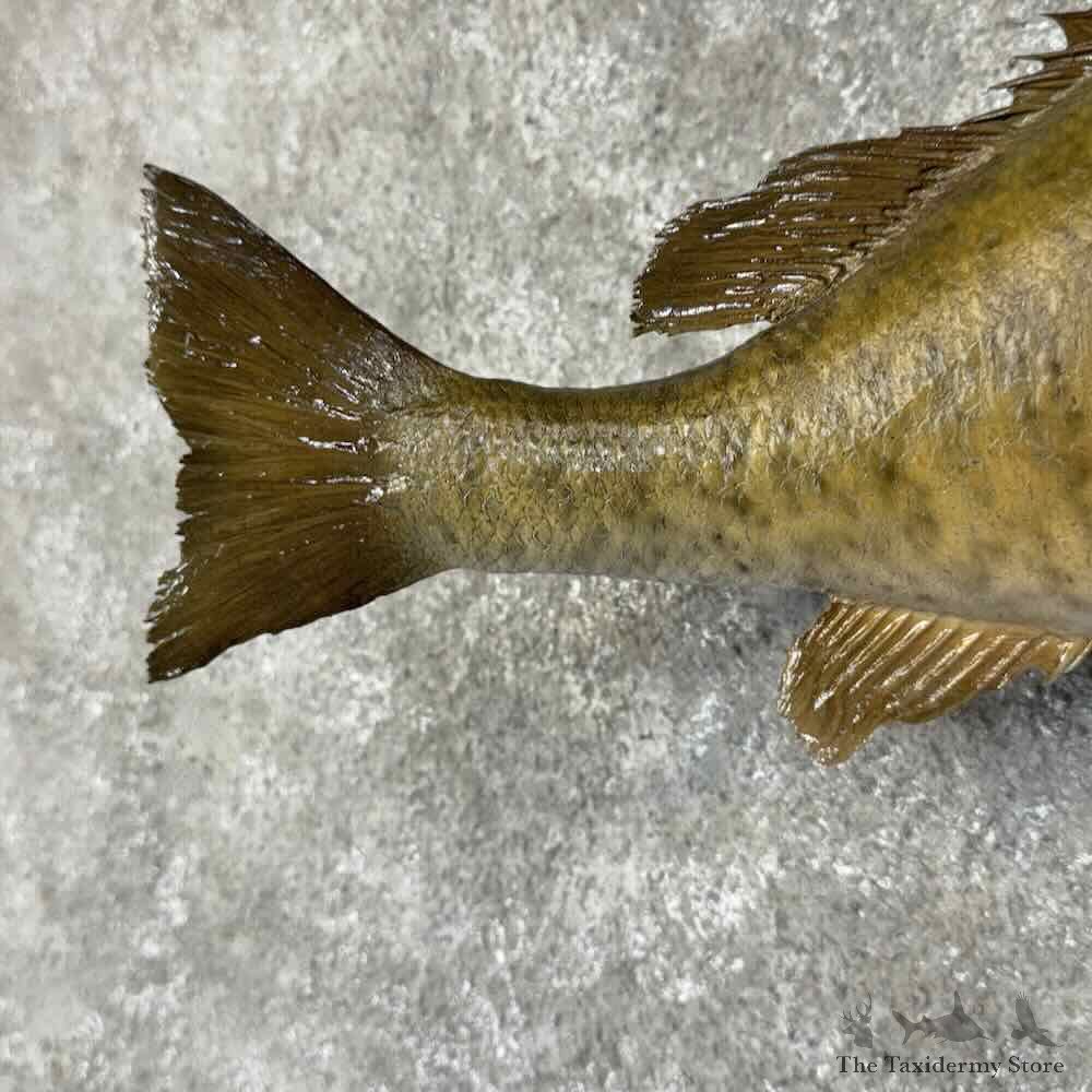 Smallmouth Bass Fish Mount For Sale #31275 @ The Taxidermy Store