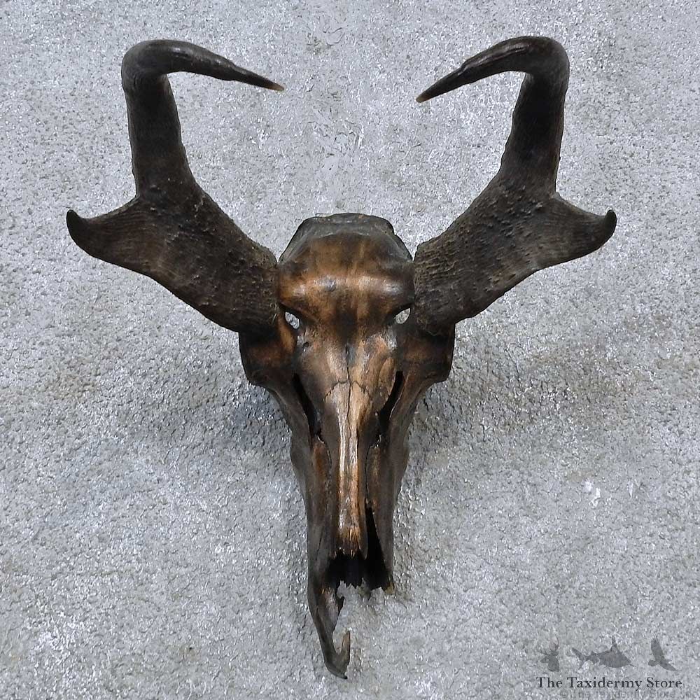 Pronghorn Skull & Horns European Mount For Sale #15636 @ The Taxidermy Store
