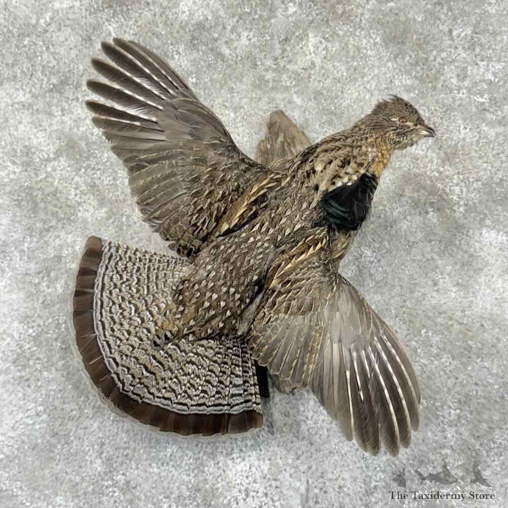 Ruffed Grouse Bird Mount For Sale #31996 @ The Taxidermy Store