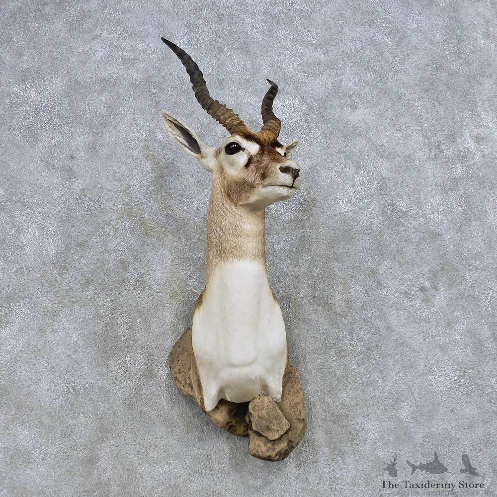 India Blackbuck Shoulder Mount For Sale #14610 @ The Taxidermy Store