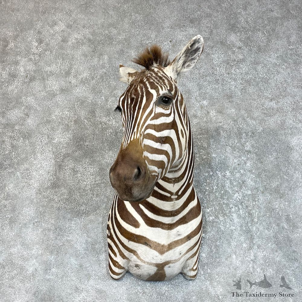 African Zebra Shoulder Mount For Sale #25711 @ The Taxidermy Store