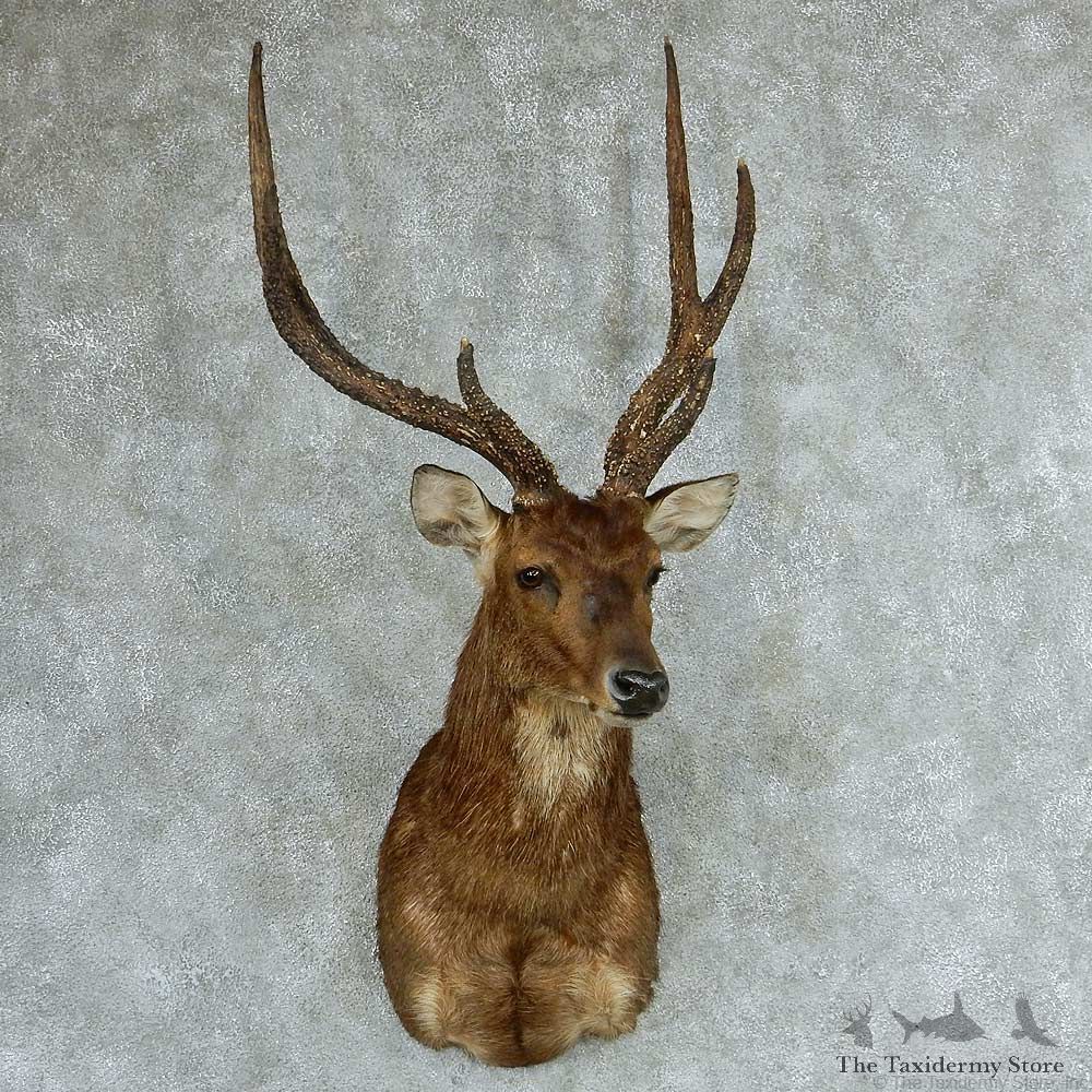 Rusa Deer Shoulder Mount #13314 For Sale @ The Taxidermy Store