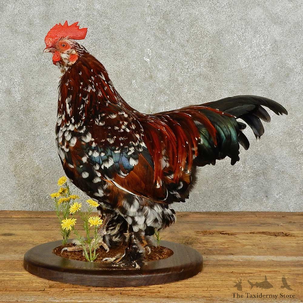 Millie Fleur Chicken Bird Mount For Sale #15885 @ The Taxidermy Store
