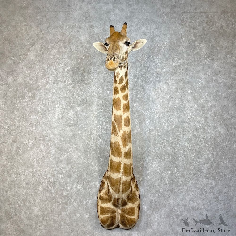 African Giraffe Shoulder Mount For Sale #25273 @ The Taxidermy Store